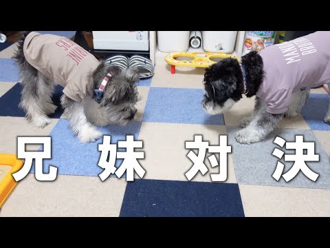 【シュナウザー多頭飼い】2匹一緒にボーロフラッグやってみた！【ミニチュアシュナウザー子犬】
