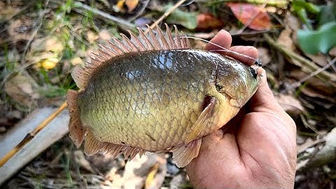 Tập 352 - Lên Ngay CÁ RÔ MỀ Khi Bảo Khai Trương Cần Mới | Câu Cá Rô Đồng | MQTG