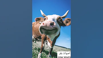 صوت البقرة أبقار Cow Sound 
