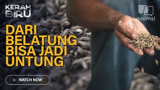 Kerah Biru : Maggot Dampak Cuan dan  Keseimbangan Bagi Lingkungan.