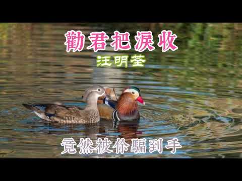 勸君把淚收 主唱 汪明荃