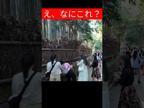 え、なにこれ？嵐山竹林の小径にいたかわいいの