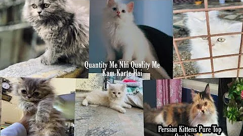 Video 11566711: persiancat persians, quality persian cat kitten