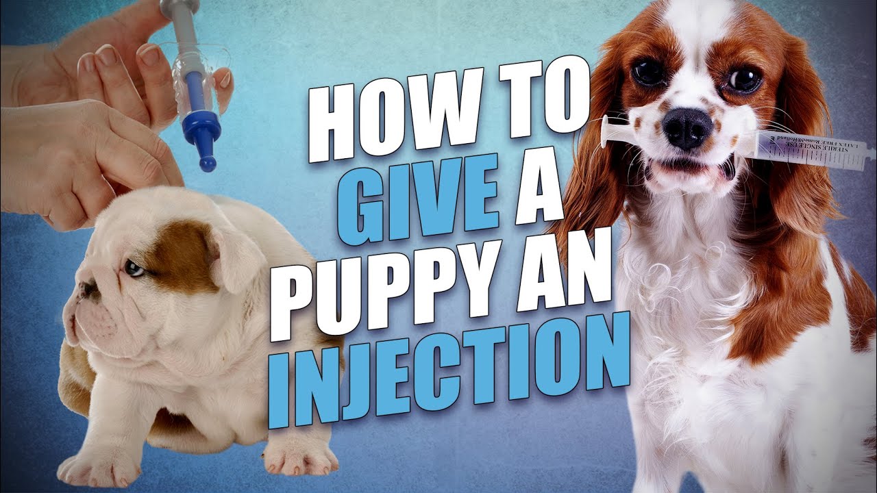 How to Give a Puppy a Shot Safely (and 