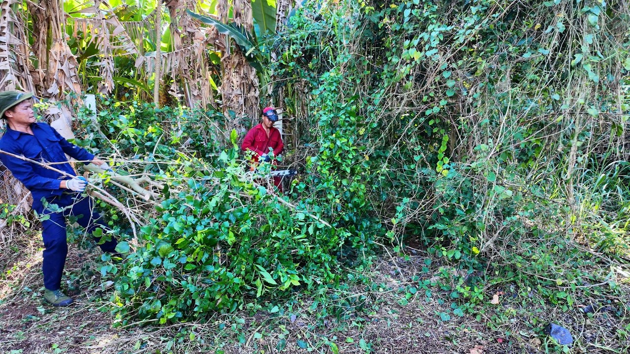 YEARS of OVERGROWTH — clearing a JUNGLE swallowing this ABANDONED HOUSE