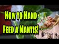 How to Hand Feed a Praying Mantis