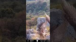 Peregrine vs goshawk #peregrinefalcon #birds #birdslover Peregrine vs goshawk #peregrinefalcon #birds #birdslover