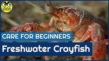 Freshwater Crayfish Care - Beginners Guide