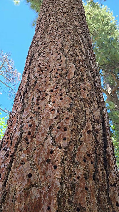 what is inside these holes