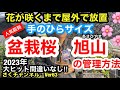 【盆栽桜　さくら】一才桜　旭山の意外に知らない管理方法。屋外での管理をしないと来年春、花が咲きません…Ver63【桜】【盆栽】【サクラ】