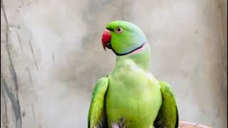 Real voice indan ringneck parrots talking||