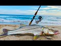 PESCA DE PLAYA || como Pescar RÓBALOS de ORILLA || típs de pesca.