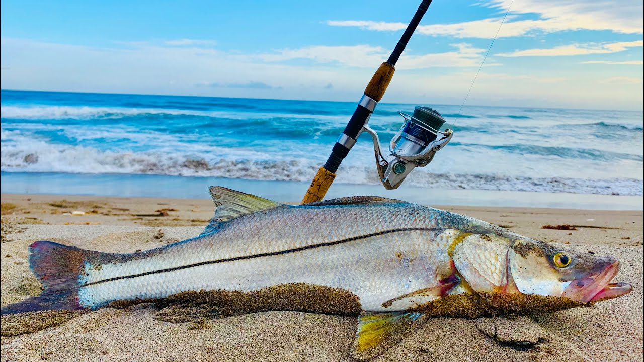 PESCA DE PLAYA, como Pescar RÓBALOS de ORILLA