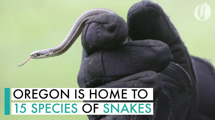 Meet the snakes of Oregon