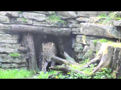 Video: Point Defiance'i loomaaed ja akvaarium Tacoma WA-s