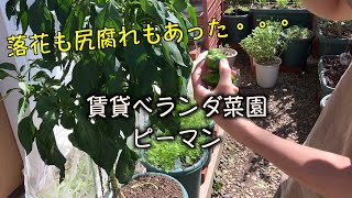 【プランター菜園】 ピーマン