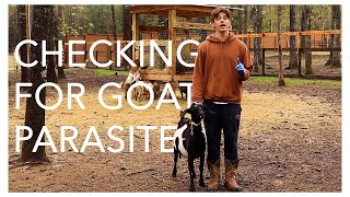 How To Run A Goat Fecal by Goat Daddy's 2,327 views 1 year ago 4 minutes, 20 seconds