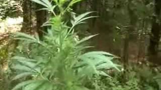 Outdoor Weed Grow - Ontario 2010