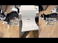 Puppy yells at the printer this husky is so funny