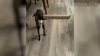 Funny and Cute Animals #Shorts by PetPalsTV453 4 views 1 year ago 43 seconds