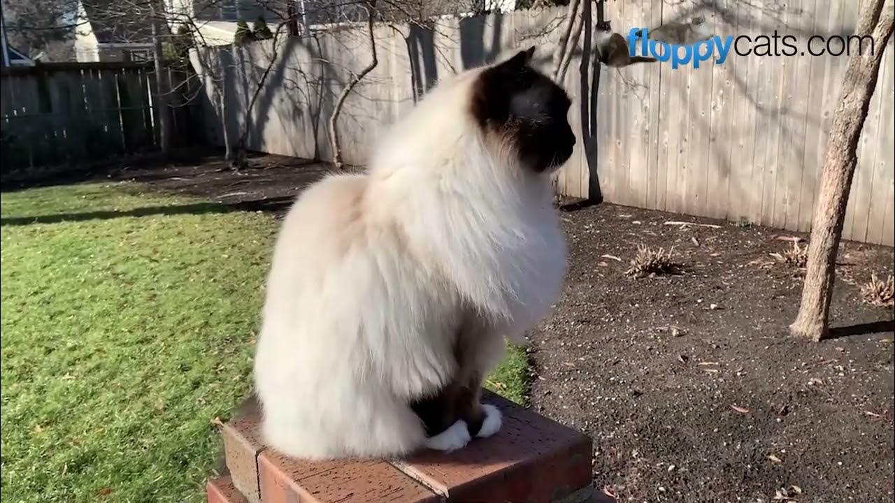 ragdoll-cat-health-problems-13-year-old-update-youtube