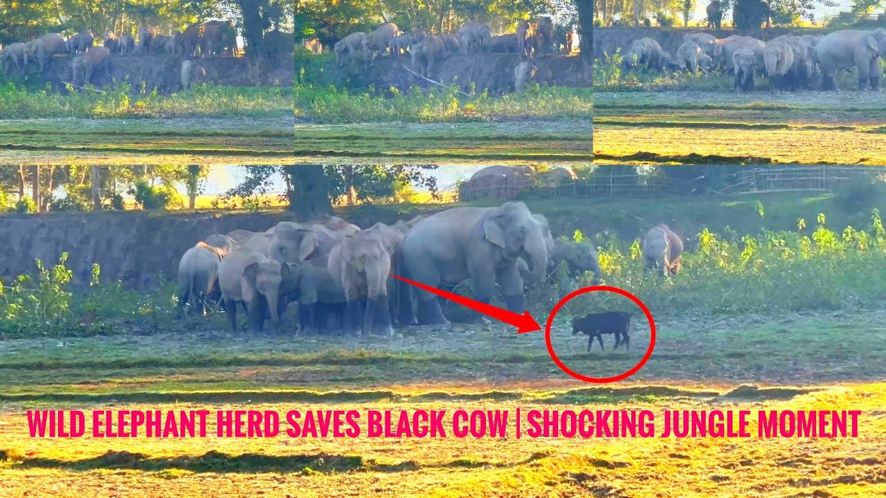 Wild Elephant Herd Saves Black Cow | Shocking Jungle Moment 😱🐘