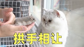 为哄猫咪开心,仓鼠被迫营业与猫玩耍,猫:好运来