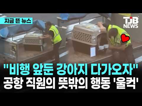 "비행 앞둔 강아지 다가오자..." 공항 직원의 뜻밖의 행동 '울컥'｜ TJB 대전·세종·충남뉴스