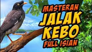 masteran viral  jalak kebo full isian kenari, ciblek, sirpu, lovebird dll.video pohon di tepi pantai