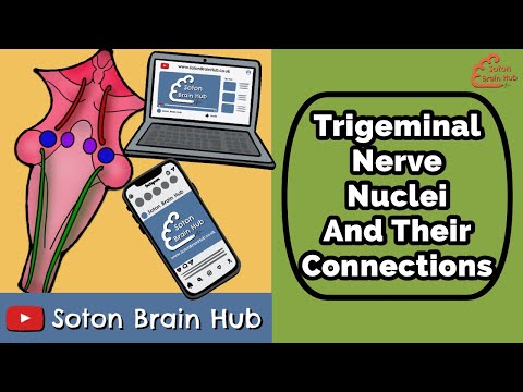 Trigeminal Nerve Nuclei And Their Connections