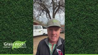 How to Revive St. Augustine Grass