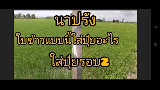 ข้าวอายุสั้นใส่ปุ๋ยรอบ2ดูใบข้าวแบบไหน