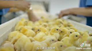 7 миллиардов цыплят ежегодно идут на корм для домашних животных. Китай. озвучка by4kow