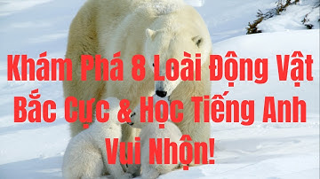 Khám Phá 8 Loài Động Vật Bắc Cực và Học Tiếng Anh Thật Thú Vị!