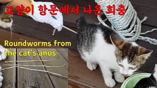 A large number of 50cm long roundworms were found in the anus of the cat by 펜션 고양이랑 1,698,494 views 2 years ago 5 minutes, 53 seconds