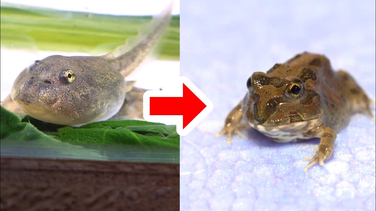 I Tried To Raise A Chacophrys Tadpole Until It Became A Frog Youtube