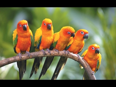 Birds of Australia | Australian Birds Documentary ...