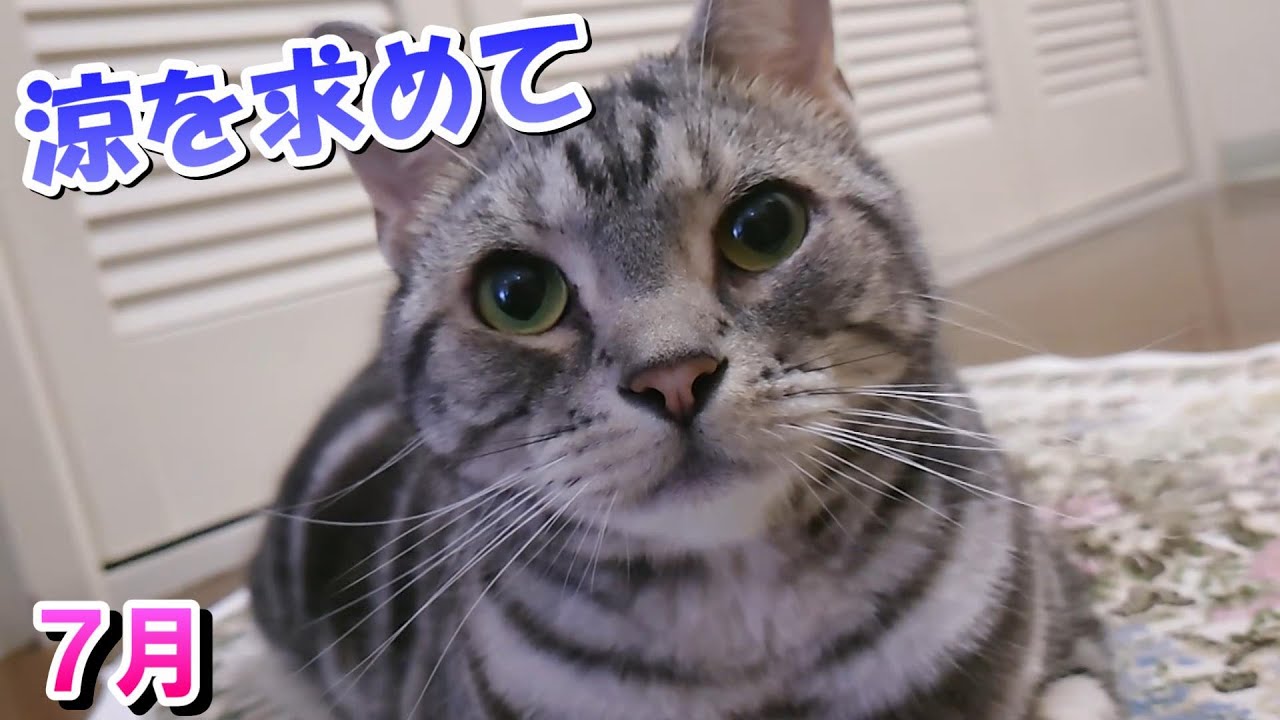 涼を求めて！暑くなった7月（アメリカンショートヘア） - YouTube