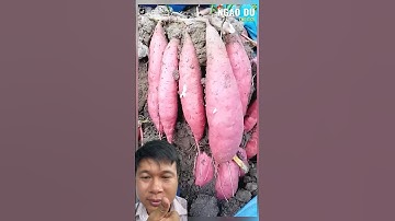 Cách trồng khoai lang trong bao tại nhà rất hay! #shortvideo #shorts #youtubeshorts #youtube #new