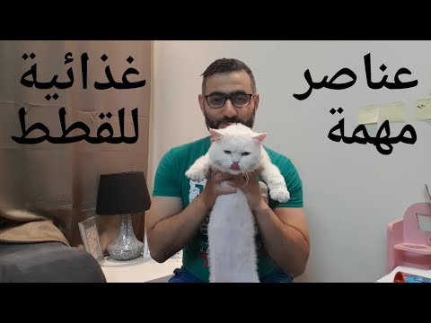 فيديو: تحويل القطة من 