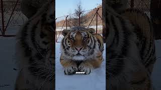 Cute tiger 🐯🐱 #animals #animallife #cuteanimal #cat #tiger#shortvideos
