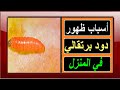 الدود البرتقالي أسباب ظهور دود برتقالي في البيت ومدى خطورة الدودة البرتقالية 