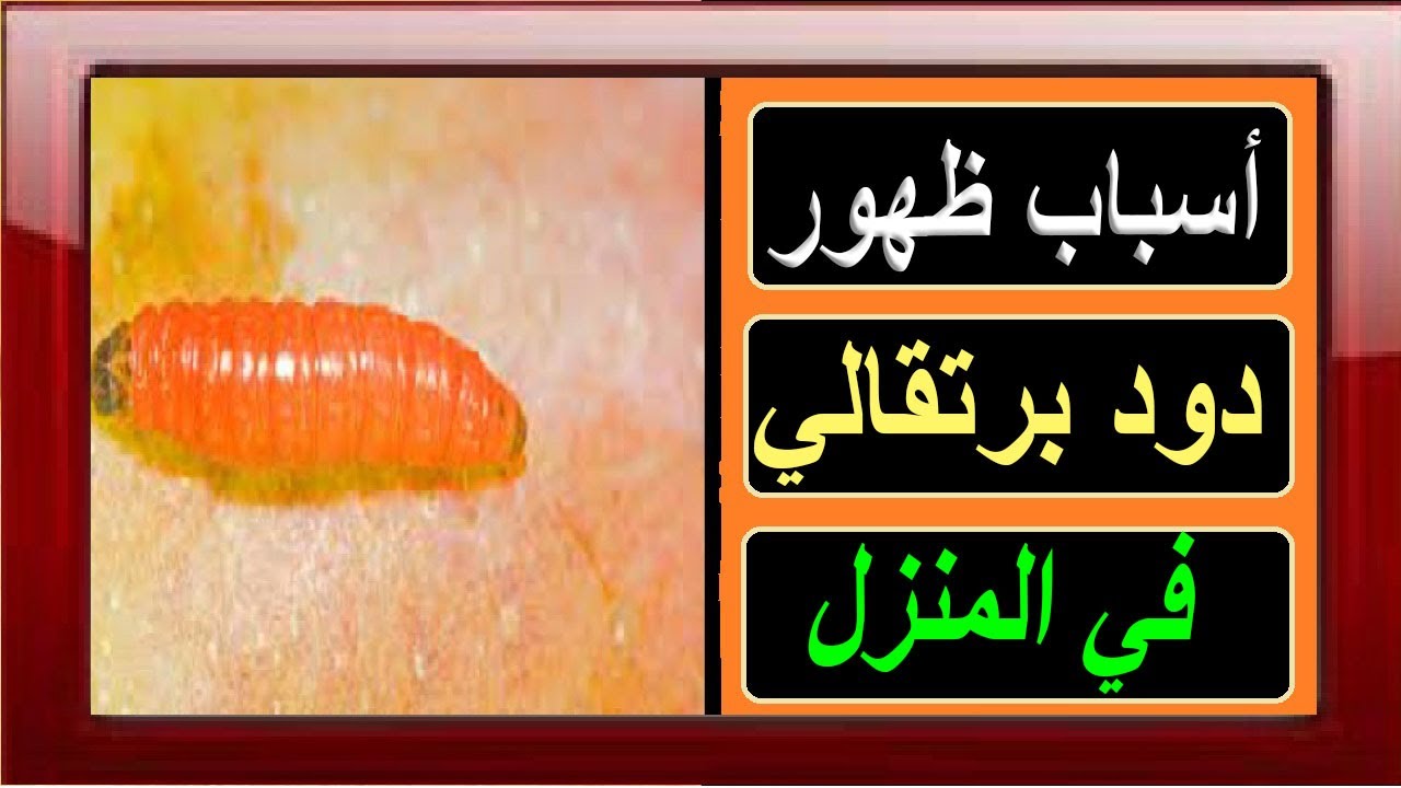 #الدود_البرتقالي/أسباب ظهور دود برتقالي في البيت ومدى خطورة الدودة ...