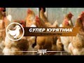 СУПЕР СОВРЕМЕННЫЙ КУРЯТНИК | НАКОНЕЦ ТО ПОСТРОИЛИ!!!