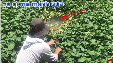 câu cá ổ , vừa móc lổ lục bình thả mồi cá loi phai thấy phát ham | khoái câu cá