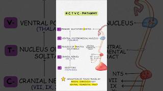 Gustatory Pathway Made Easy | Best Mnemonic Trick to Remember Taste Pathway