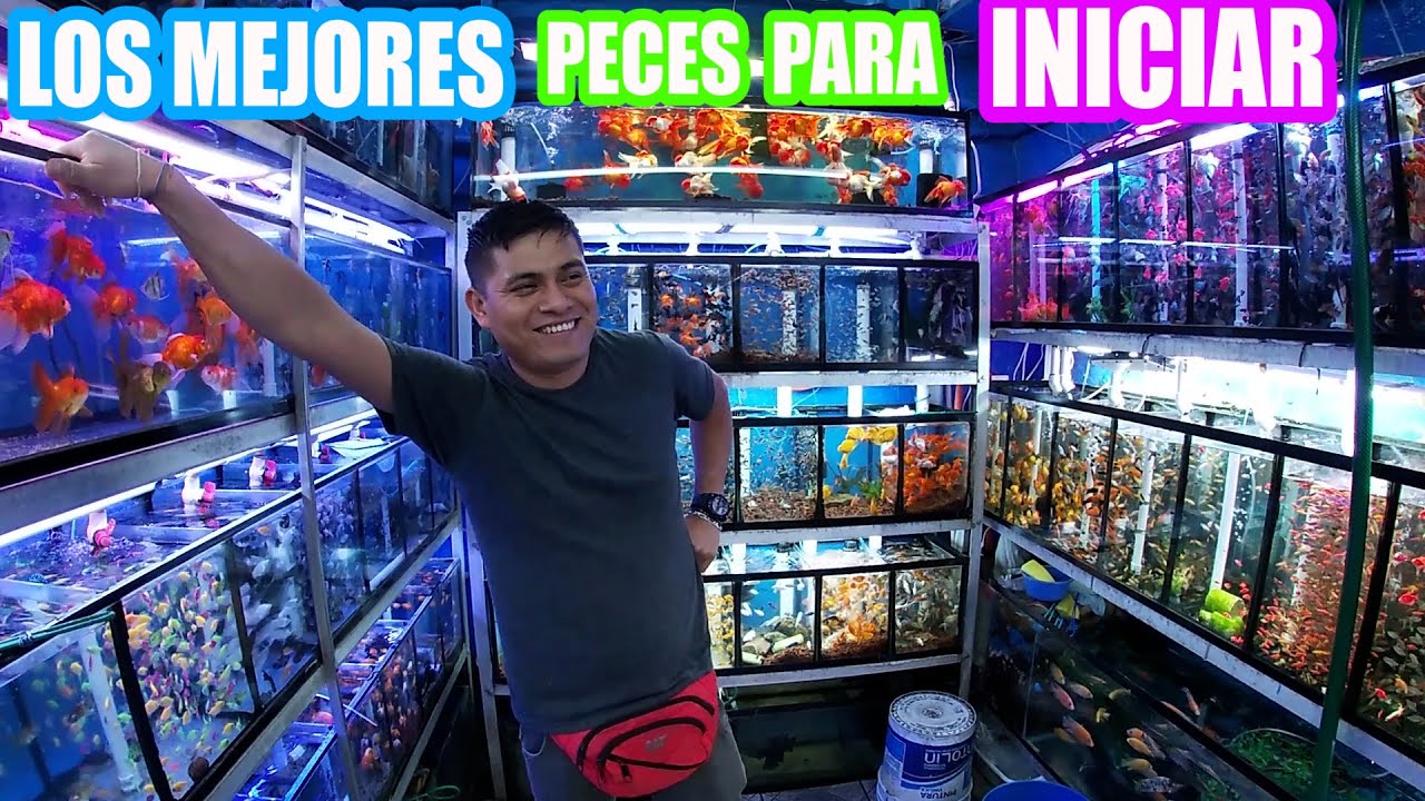 Peces para principiantes Mercado de los peces Mixihuca con precios 🤣🤣🤣🤣