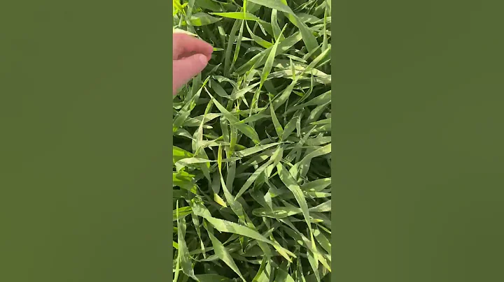 Belfry winter barley in April for l'crunch