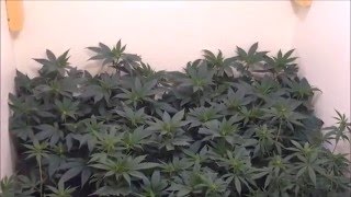 Site A - Small Closet Grow - Day 7 Flower