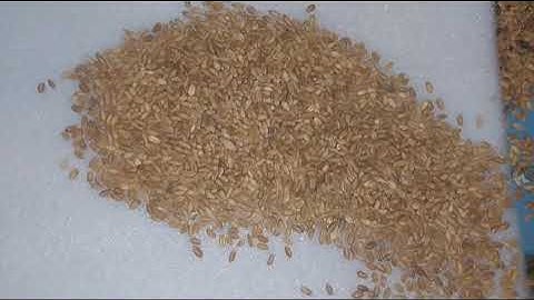 Wheat seed Color sorter machine | Color sorting machine operation | Carter Unique Group